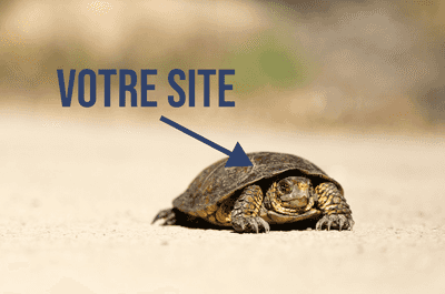 Une tortue dans le désert avec une flèche la pointant indiquant votre site
